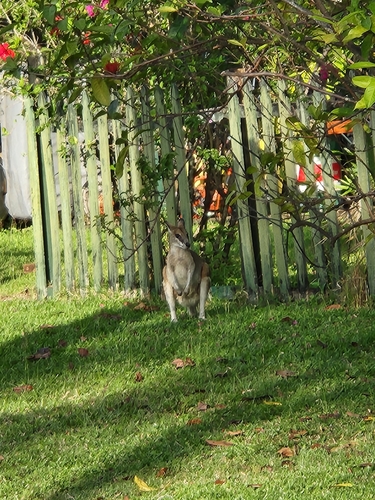 Macropus agilis observed 2026-10-28
