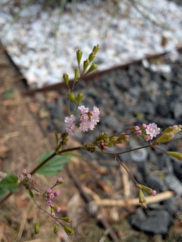Boerhavia observed 2026-10-27