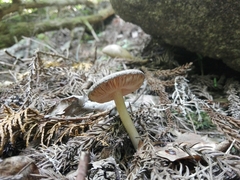 Fungi