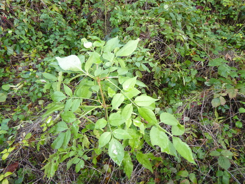 Sambucus nigra observed 2026-10-27