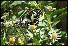 Papilio demoleus sthenelus
