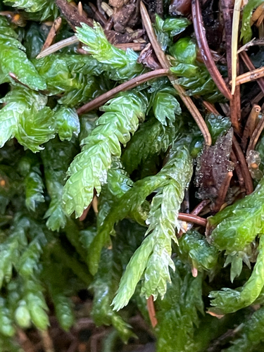 Plagiothecium undulatum observed 2026-10-27
