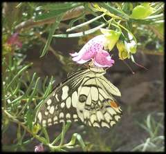 Papilio demoleus sthenelus
