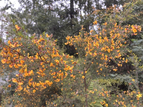 Pultenaea juniperina observed 2026-10-27