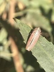 Apogonalia mediolineata