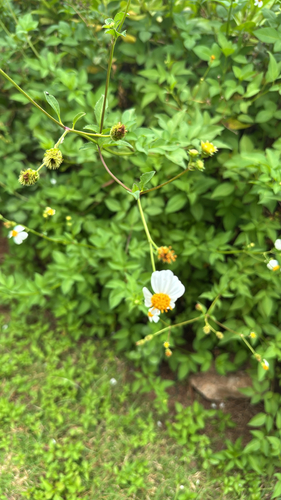 Bidens pilosa observed 2026-10-27