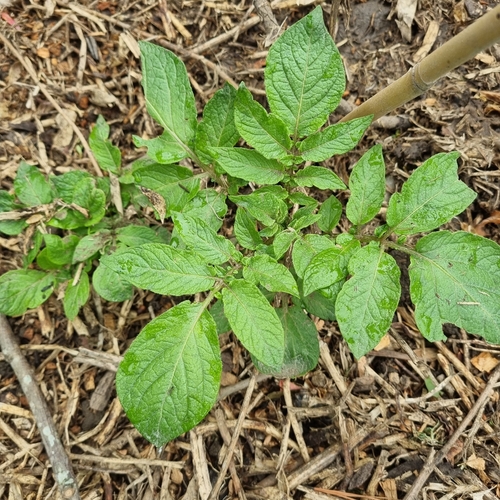 Solanum observed 2026-10-28