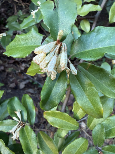 Elaeagnus pungens, 2026-10-26