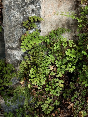 Adiantum capillus-veneris observed 2026-10-26