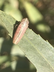 Apogonalia mediolineata