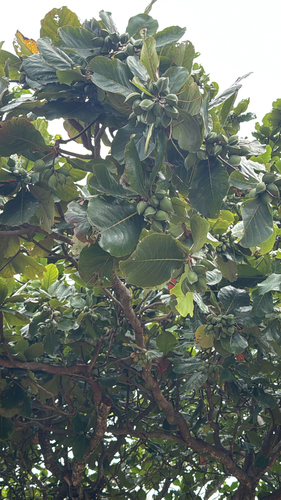 Terminalia catappa observed 2026-10-27