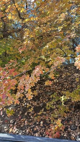 Acer saccharum observed 2026-10-27