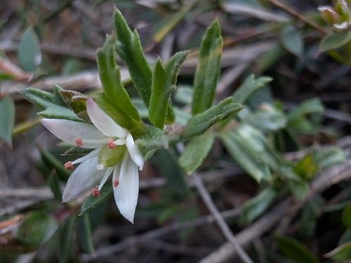 Rhytidosporum procumbens, 2026-10-27