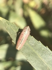 Apogonalia mediolineata
