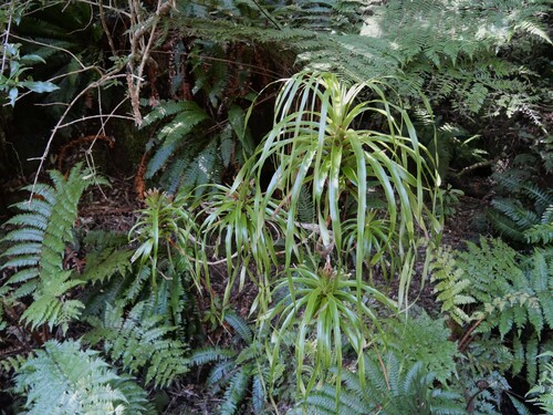 Dracophyllum latifolium observed 2026-10-23