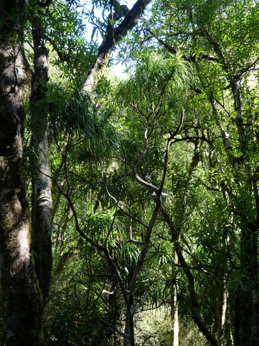 Dracophyllum latifolium observed 2026-10-23