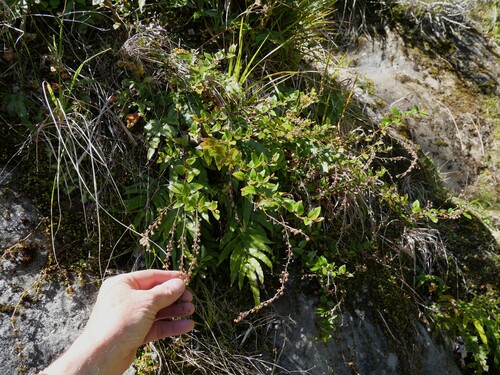 Veronica catarractae observed 2026-10-23
