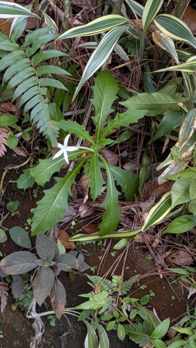 Hippobroma longiflora observed 2026-10-27