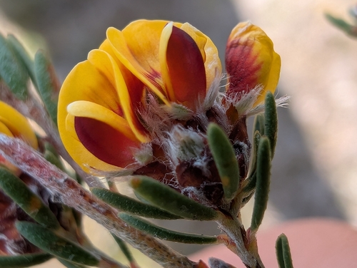 Pultenaea observed 2026-10-27