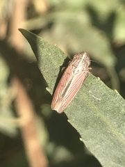 Apogonalia mediolineata