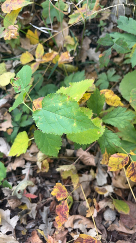 Morus alba observed 2026-10-27