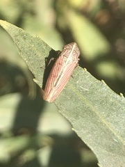 Apogonalia mediolineata