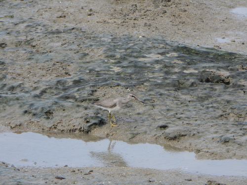 Tringa brevipes observed 2026-10-26