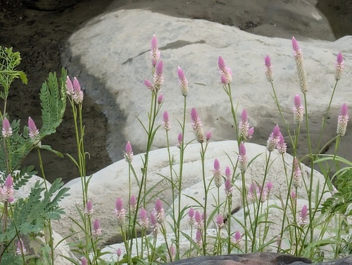 Celosia argentea observed 2026-10-27