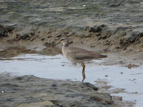 Tringa brevipes observed 2026-10-26