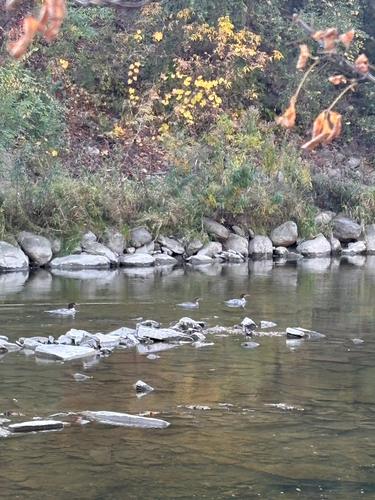 Mergus merganser observed 2026-10-27