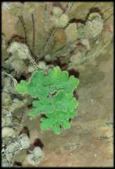 Cheilanthes lasiophylla