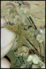 Cheilanthes lasiophylla