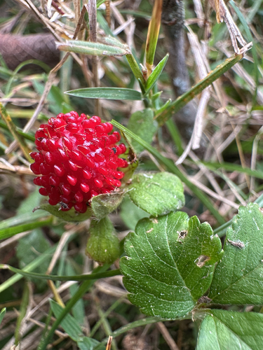 Fragaria observed 2026-10-27