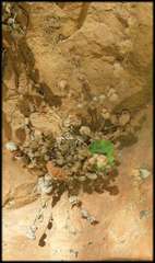 Cheilanthes lasiophylla