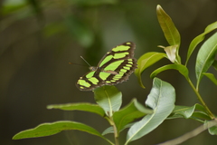 Philaethria wernickei