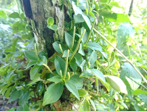 Peperomia observed 2026-10-27