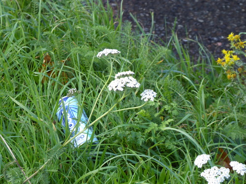 Achillea millefolium observed 2026-10-27