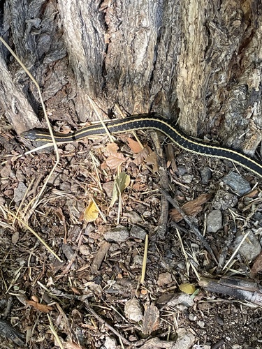 Thamnophis ordinoides observed 2026-10-27