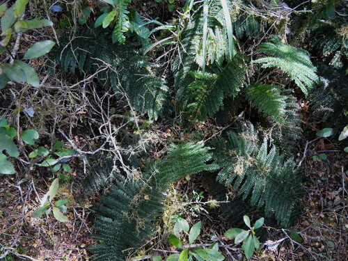 Leptopteris superba observed 2026-10-23