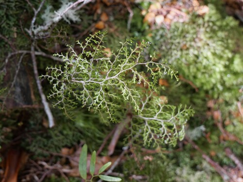 Hymenophyllum bivalve observed 2026-10-23
