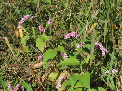 Persicaria orientalis observed 2026-10-27