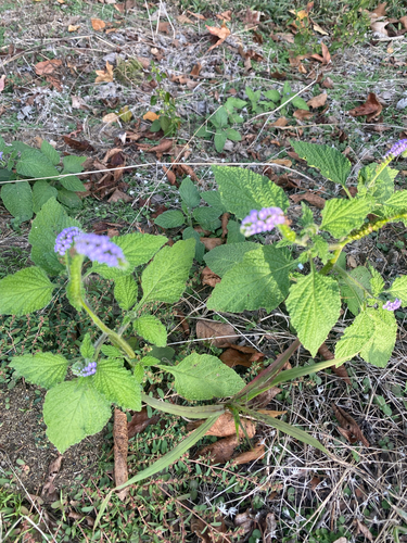 Heliotropium indicum observed 2026-10-26