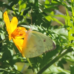 Aphrissa statira statira