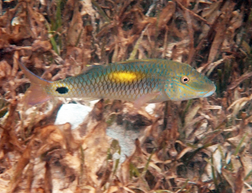 Parupeneus indicus observed 2026-10-27