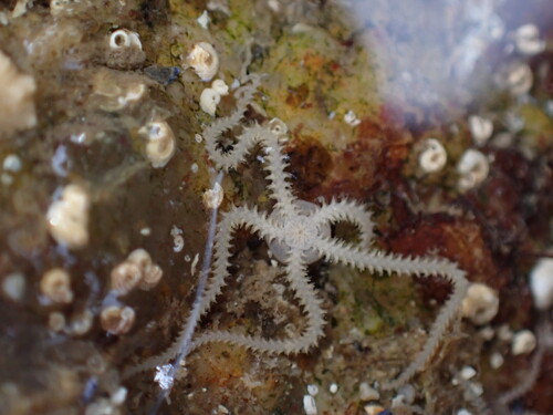 Amphipholis squamata observed 2026-10-27