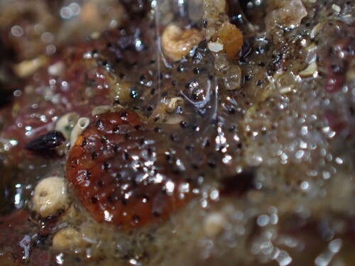 Watersipora observed 2026-10-27