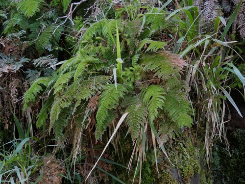 Leptopteris superba observed 2026-10-23