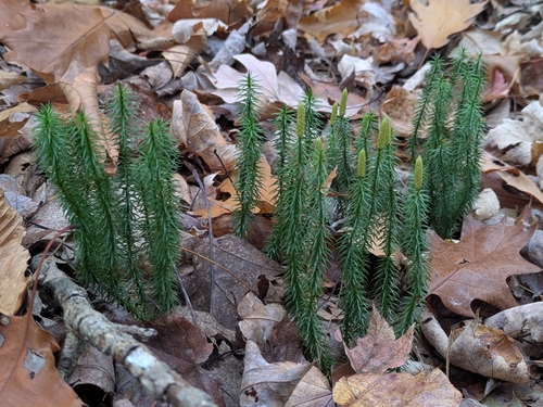 Spinulum annotinum observed 2026-10-27