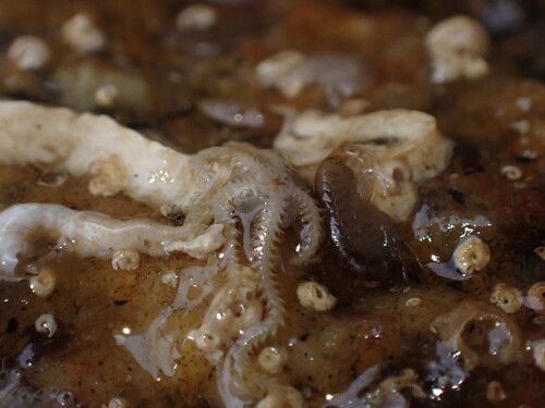 Amphipholis squamata observed 2026-10-27