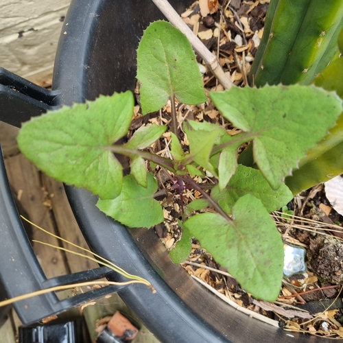 Sonchus observed 2026-10-28